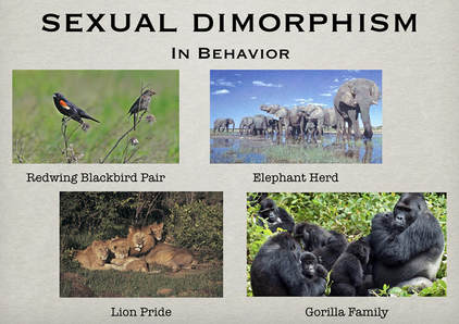 sexual dimorphism in behavior