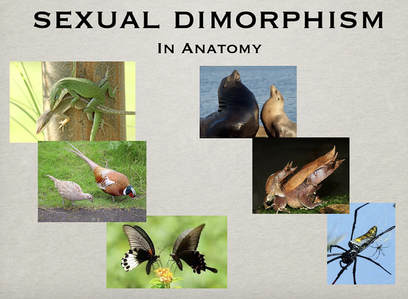 Sexual Dimorphism?